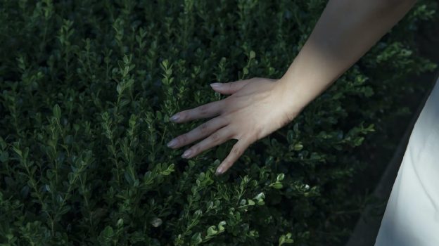 A close-up image of a hand gently running through the leaves of a bush, symbolizing the search for understanding and calm amidst feelings of anxiety, with the underlying question, "Why am I so anxious?"