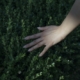 A close-up image of a hand gently running through the leaves of a bush, symbolizing the search for understanding and calm amidst feelings of anxiety, with the underlying question, "Why am I so anxious?"