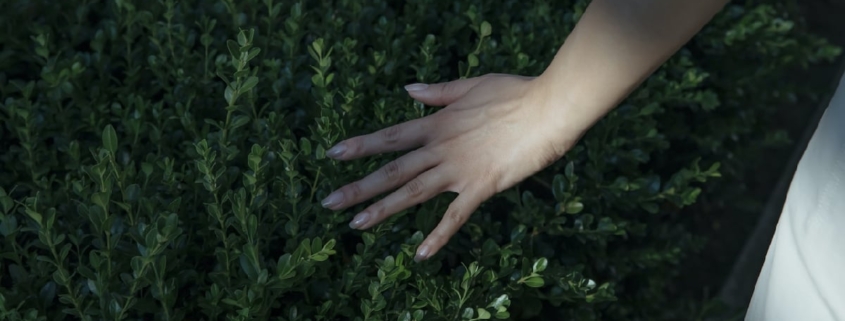 A close-up image of a hand gently running through the leaves of a bush, symbolizing the search for understanding and calm amidst feelings of anxiety, with the underlying question, "Why am I so anxious?"