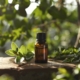 A calming scene with essential oils for depression on a stump, at the center, surrounded by eucalyptus leaves