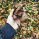 A hand holds dried autumn leaves, symbolizing memories and emotional flashbacks returning from the past.